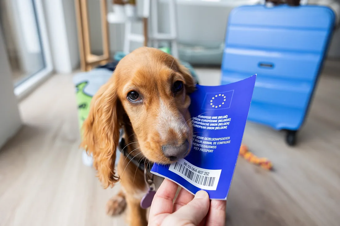 Dog beside an example European pet passport.